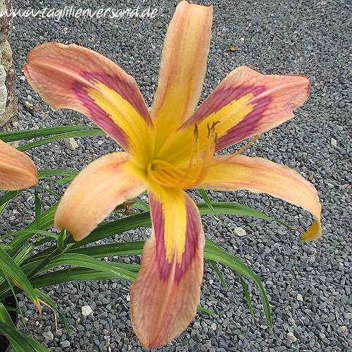 Foto der Tagliliensorte Discarded Beauty